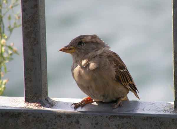Анализ стихотворения «Имя твое — птица в руке…» М. И. Цветаевой